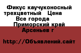 Фикус каучуконосный трехцветный › Цена ­ 500 - Все города  »    . Приморский край,Арсеньев г.
